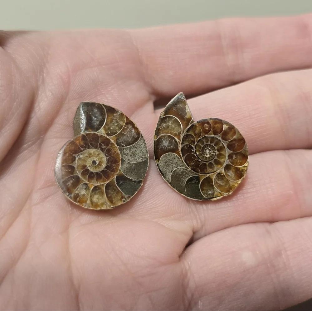 Ammonite Crystal Fossils #B - Picture 2 of 5
